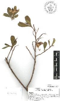 Dodonaea viscosa image