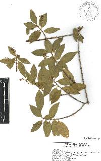 Chiococca alba image