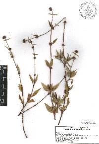Spermacoce nesiotica image