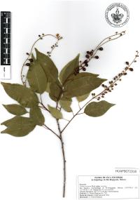 Prunus serotina image