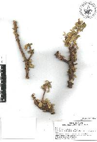Euphorbia californica var. californica image