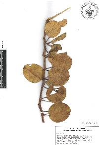 Ipomoea pes-caprae subsp. brasiliensis image