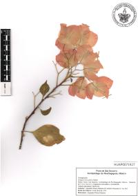 Bougainvillea glabra image