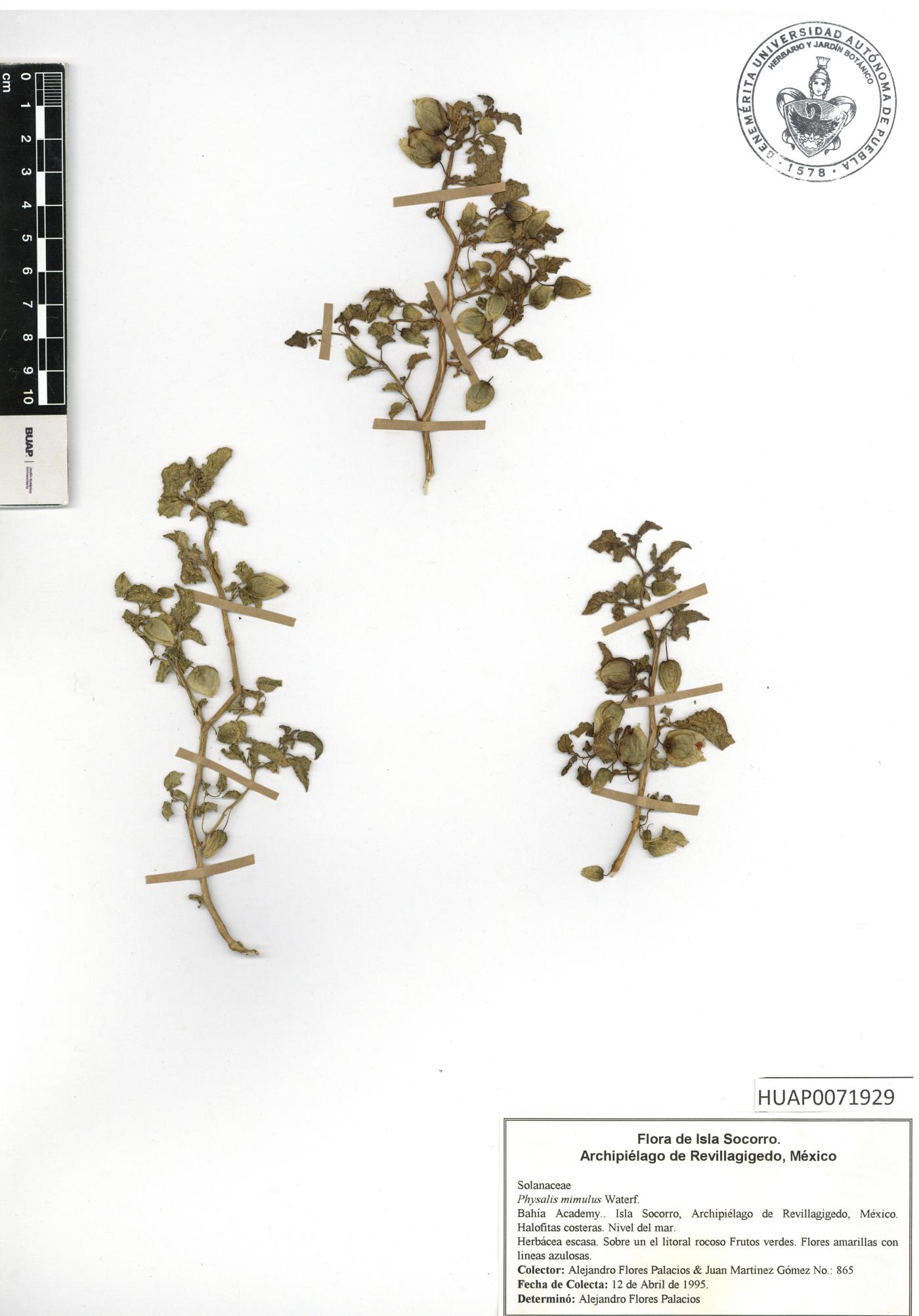 Physalis mimulus image