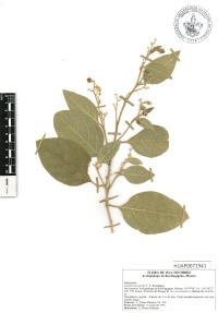 Cestrum pacificum image