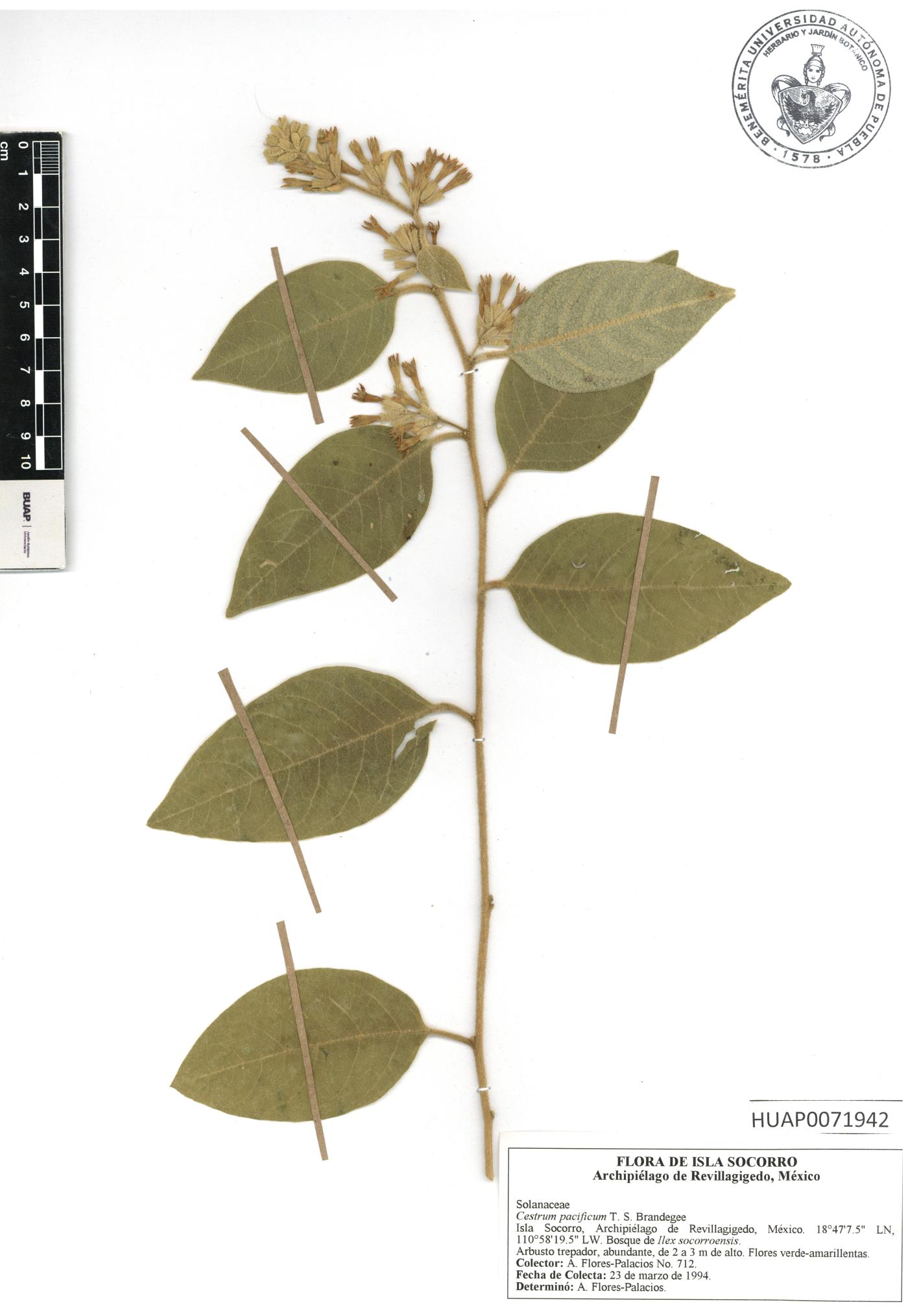 Cestrum pacificum image