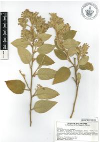 Cestrum pacificum image