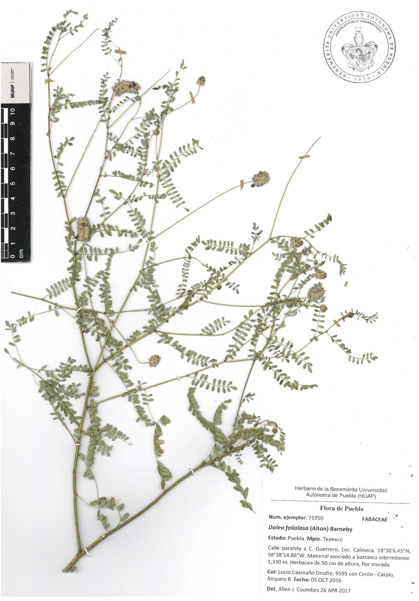 Dalea foliolosa image