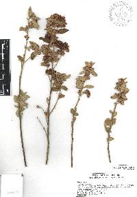 Waltheria indica image