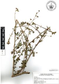 Sida rhombifolia image