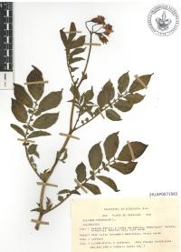 Solanum tuberosum image