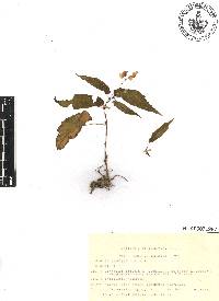 Begonia gracilis image