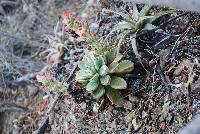 Echeveria pulvinata image