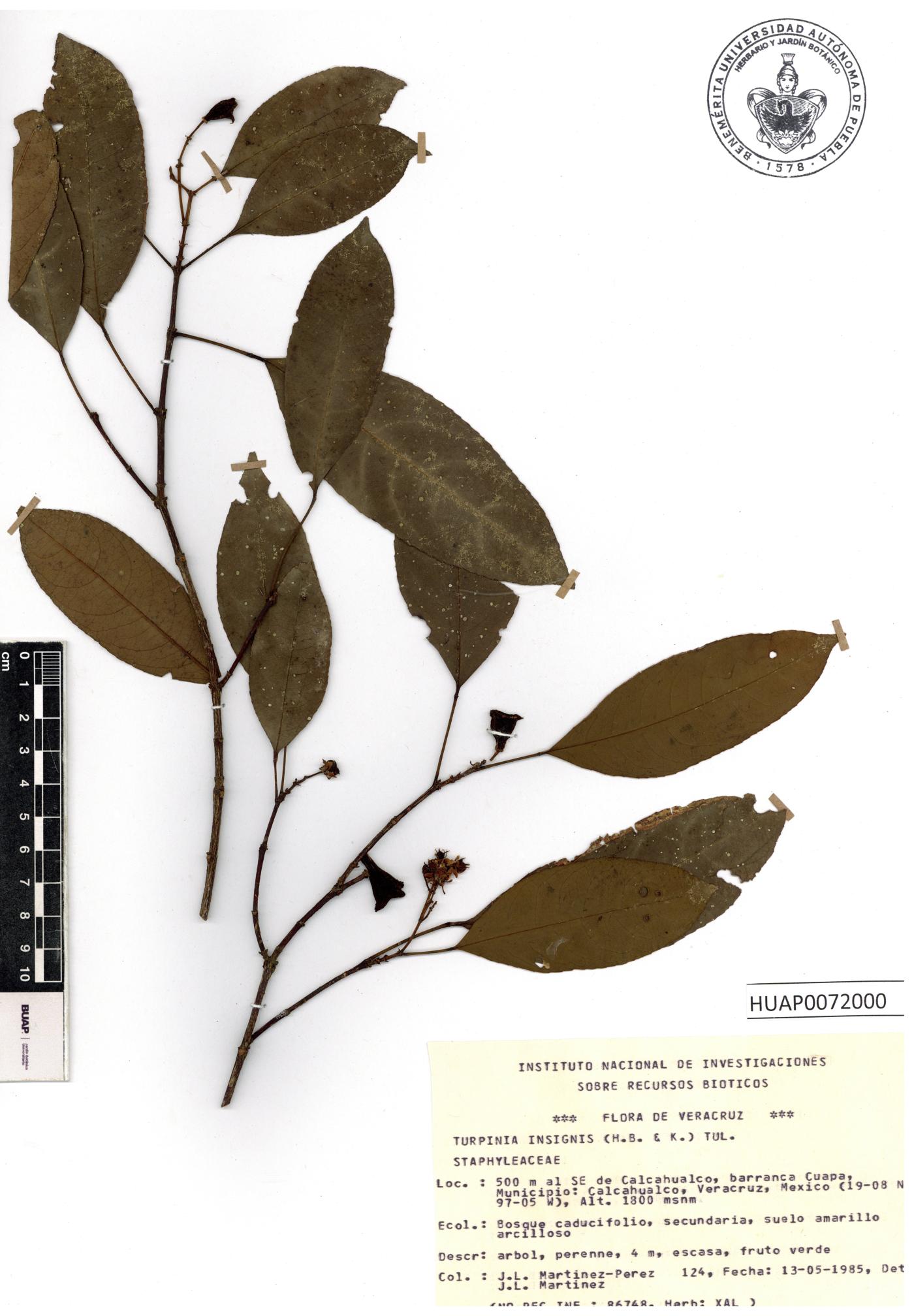 Turpinia insignis image