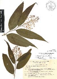 Maianthemum paniculatum image