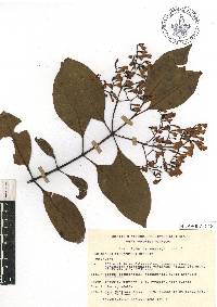 Chiococca pachyphylla image