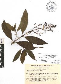 Psychotria galeottiana image