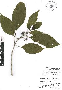 Miconia oligotricha image