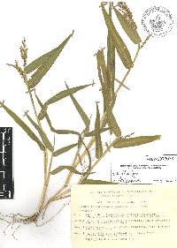 Urochloa fusca image