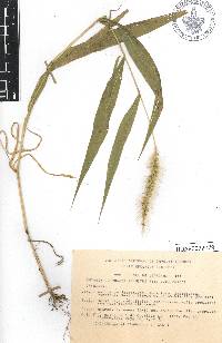 Setaria corrugata image