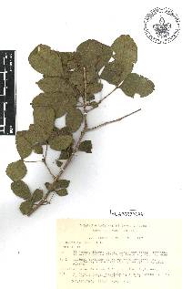 Trichilia trifolia image