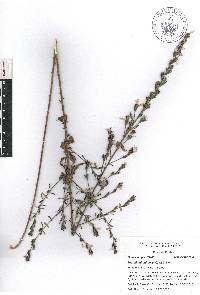 Loeselia glandulosa image