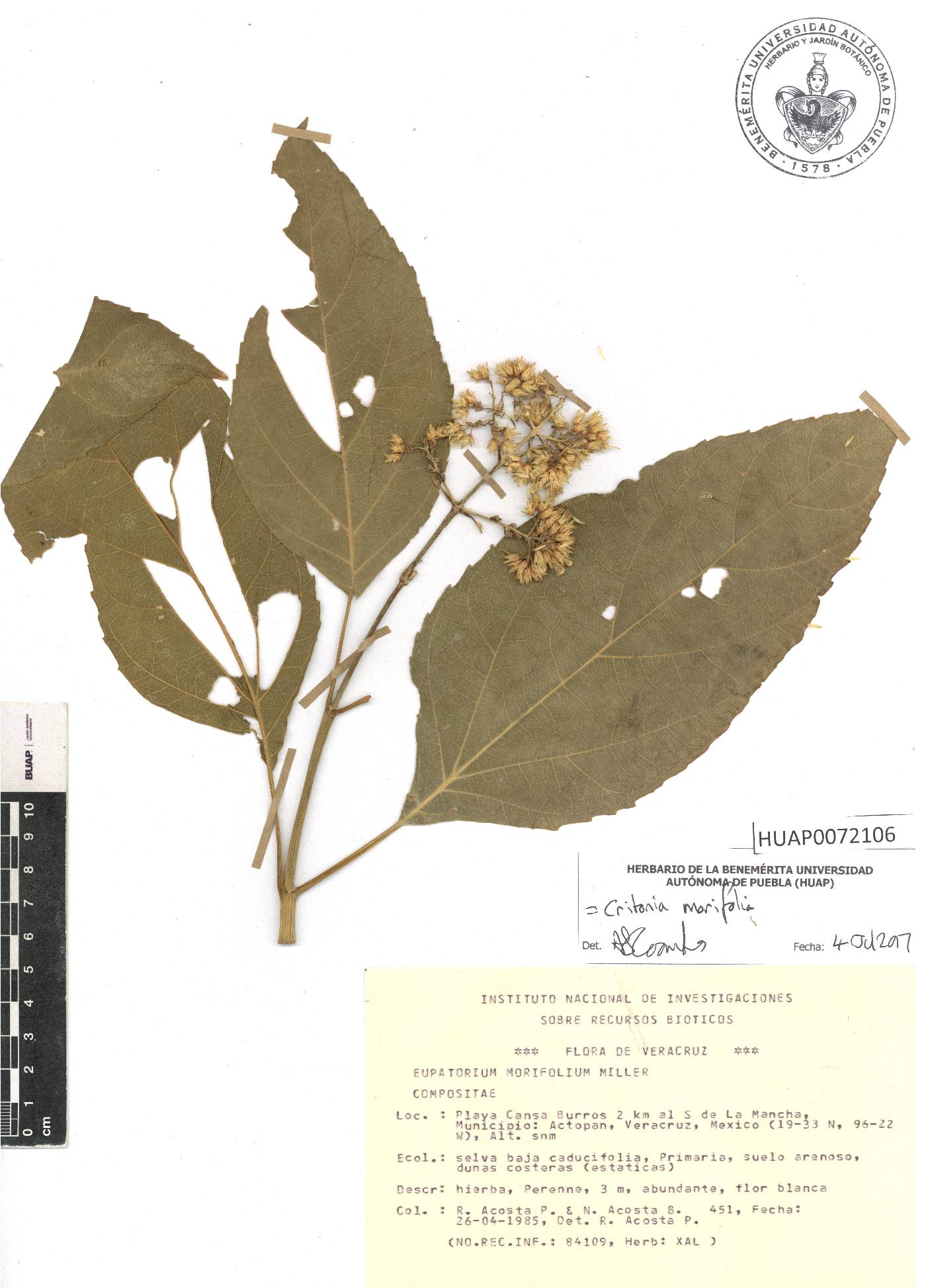 Critonia morifolia image