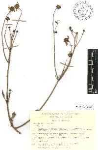 Bidens alba image