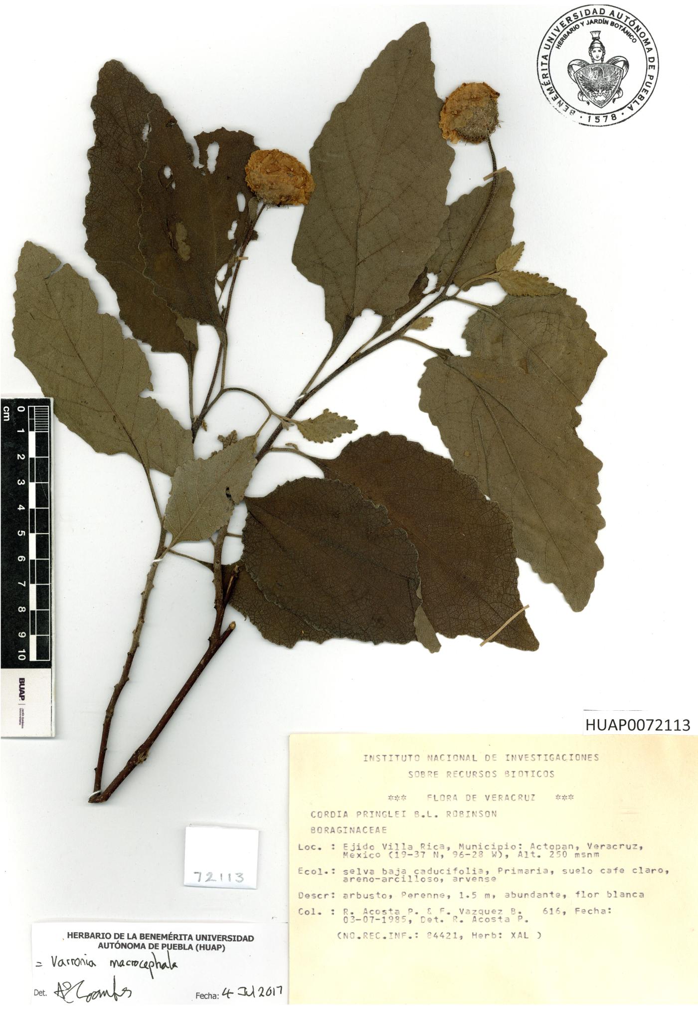 Varronia macrocephala image