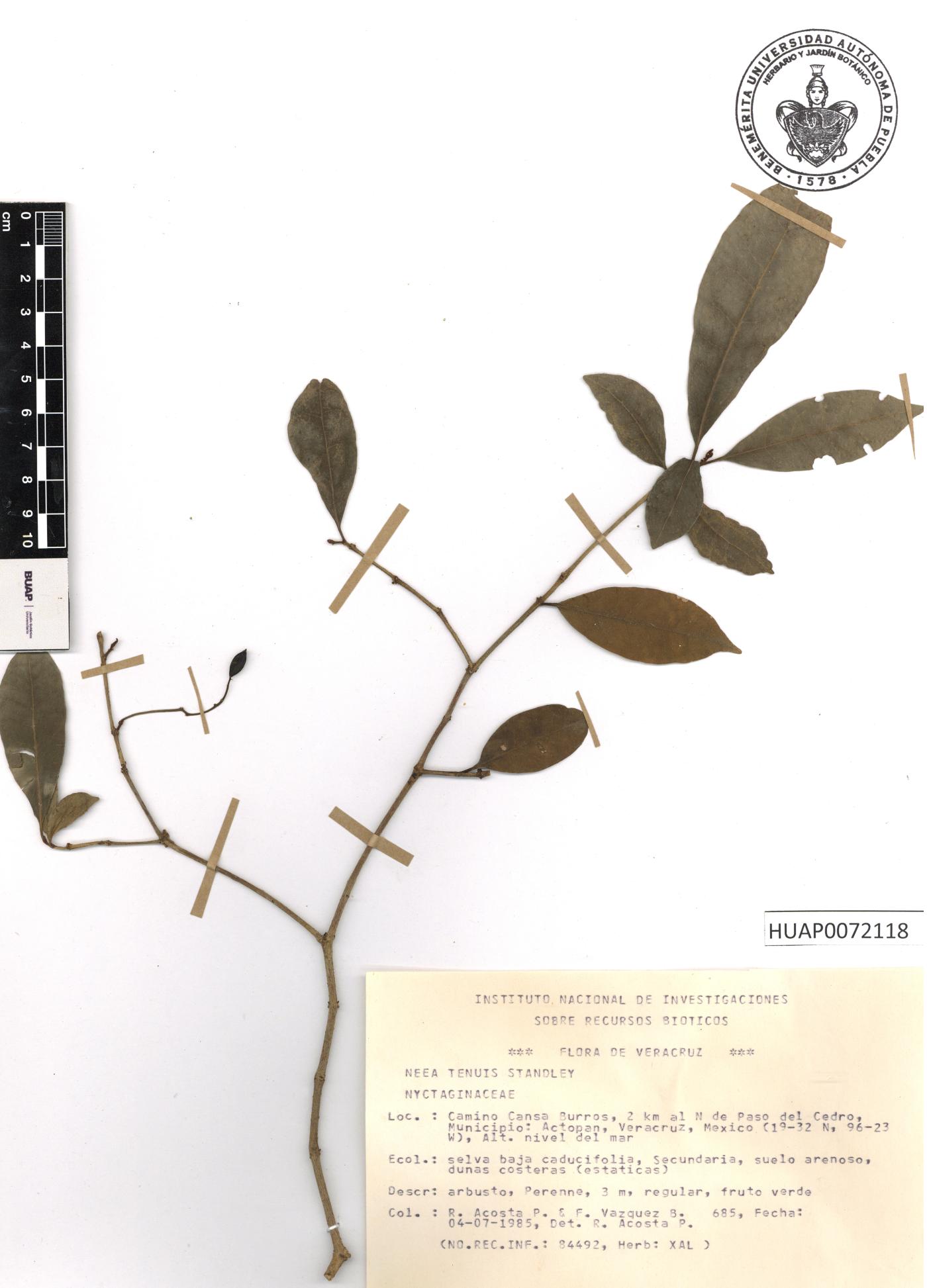 Neea tenuis image