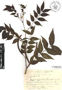Senna occidentalis image