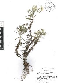 Gnaphaliothamnus salicifolius image