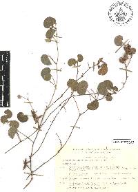 Rhynchosia americana image