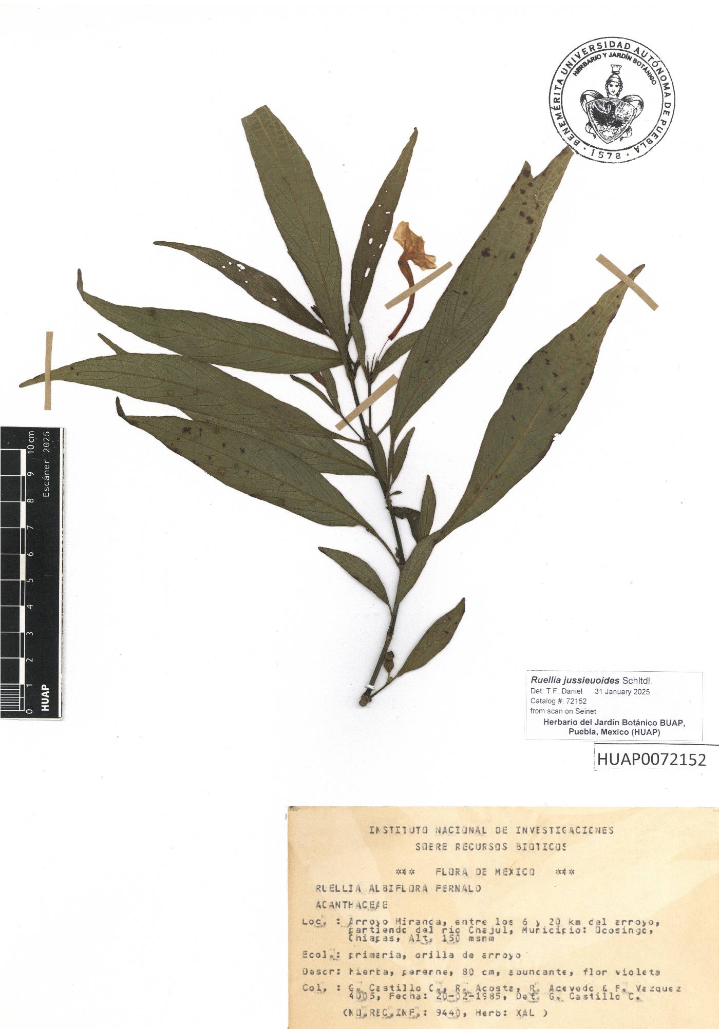 Ruellia jussieuoides image