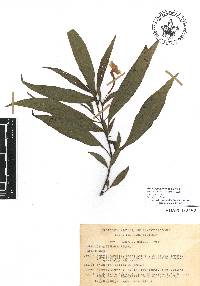 Ruellia jussieuoides image