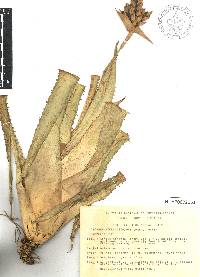 Aechmea tillandsioides image