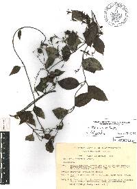 Manettia reclinata image