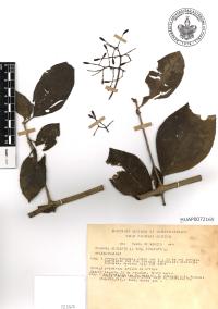 Pisonia aculeata image