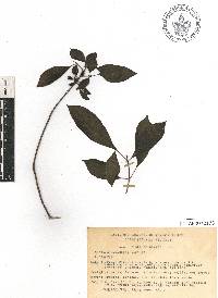 Hamelia rovirosae image