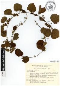 Cissampelos pareira image