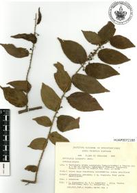 Byttneria aculeata image