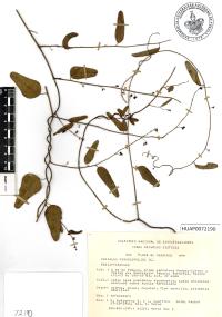 Cocculus diversifolius image