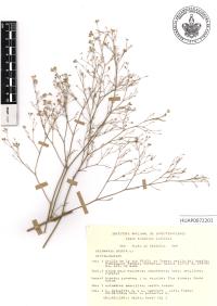 Boerhavia erecta image