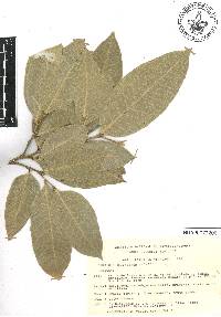 Brosimum alicastrum image