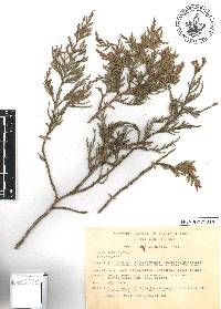 Juniperus flaccida image