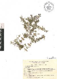 Galium mexicanum image