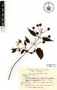 Bidens reptans image