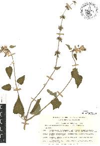 Stachys boraginoides image