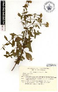 Stevia ovata image