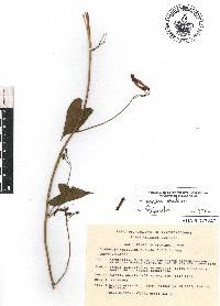 Ipomoea cholulensis image